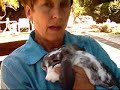 How to CUT or TRIM a rabbit or bunny's toenails,BunnyCentral