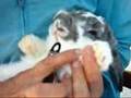 How to CUT or TRIM a rabbit or bunny's toenails,BunnyCentral
