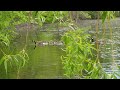 Goose Goslings