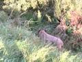 videos de Pippas Progress - Pippa and Dylans Autumn Adventures