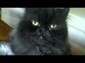 Click here to watch this video Barnum the Cat says Hello