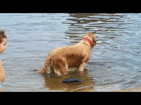 perro de pelea cordobes