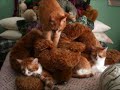 Re: My Cats