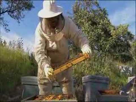 apikultura - Secuencia de apicultura, con el apicultor, las abejas y la miel. Pertene a Tesoro del Sur, producida por Avatar Producciones, y dirigida por el naturalista L...