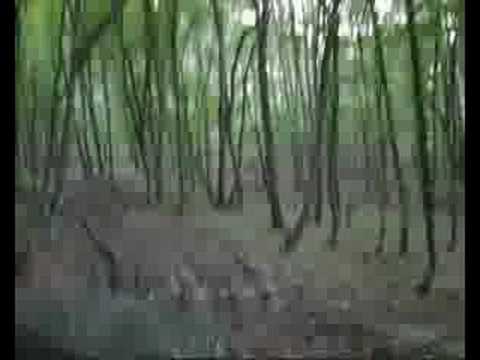 YouTube Трейлер