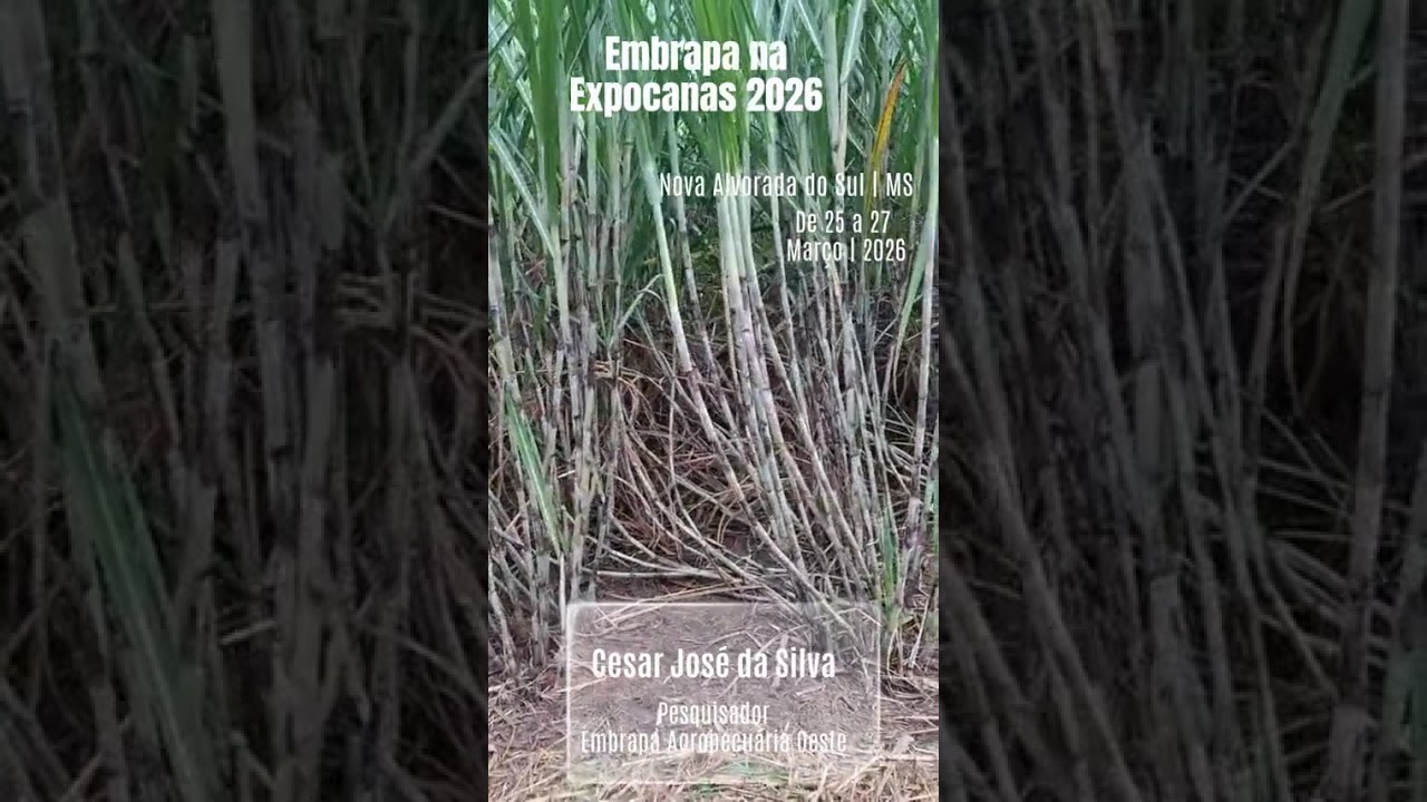 Embrapa na Expocanas 2026  - O que você verá sobre cana-de-açúcar para produção de bionergia