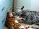 Sophie washes Seamus