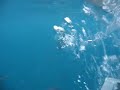 Great White Shark, South Australia - Rodney Fox Expedition