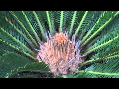 how to replant cycads