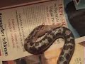 Sand Boa Snake Eating A Mouse