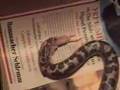 Sand-Boa-Snake-Eatin