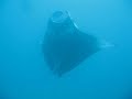 Manta Dancing Whilst Feeding