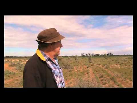 Direct seeding of saltbush