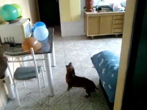 CÃO BOBBY EM TRAVESSURAS COM OS BALÕES