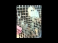 68 Dogs rescued central Victoria