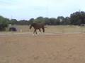Biarette VDL, 2.5 years old, on the lunge line