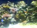 This is my home aquarium from Aqua Medic (Percula 120 Bow front) it is 3 weeks old now and growing.