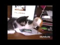 8 Week Old Kitten Playing!