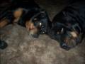 A Rottie year in Review 2008