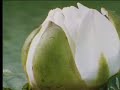 Attenborough -  Giant  Waterlillies