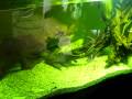 videos de polypterus´se