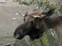Elchbulle