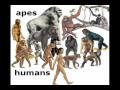 Human Evolution: Did We Come From Monkeys?