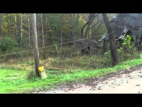 how to harvest black walnuts