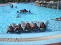 videos de Marsa Alam Elphistone 2008!!