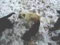 Gucci The Pug In The Snow
