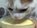 videos de Oe gatoncio no te tomes mi batimangO