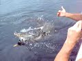Aligator.