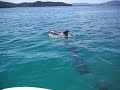 Dolphins in Paihia
