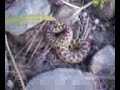 Big Snake in New Jersey!!