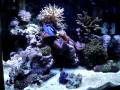 videos de 24 gallon nano cube 11-28-08