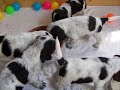 Shenna´s A-Wurf - Milchbreischlacht Shenna´s A-Wurf - Milchbreischlacht