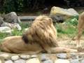 Lioness Roaring