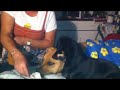 Pitbull and Mini Pinscher's Silliness