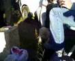 Pelea de Perros...