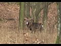 Muflon Lesn�