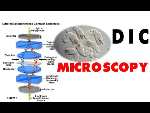 DIC microscopy.mp4