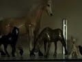 Horse Collectible Figurines 4 Horse Collectible Figurines 4