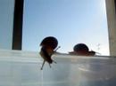 Fada Moranga's Snails