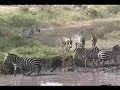 Serengeti Tanzanie Safari (KTZ-2) 50