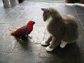 Our Eclectus Polly Stealing Cat Food