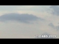 Killing of Birds of Prey in Malta 2009 - CABS