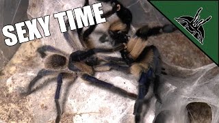 Smooth transfer and easiest tarantula pairing EVER! - Monocentropus balfouri