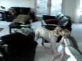 Zack playing with Tootsie