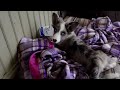 Click here to watch this video Corgi Playing with Yogurt Tub