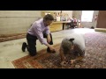 How to Repair an Oriental Rug | At Home With P. Allen Smith
